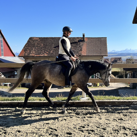 Reitcoaching Schweiz Coaching